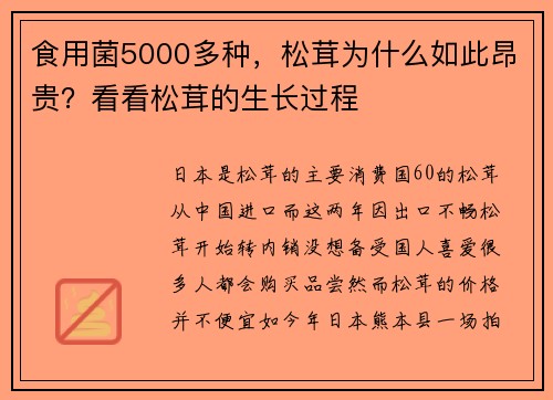 食用菌5000多种，松茸为什么如此昂贵？看看松茸的生长过程
